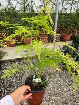 Asparagus Plumosus Nana (Cüce Kuşkonmaz)