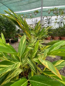 Alpinia zerumbet ‘Variegata’ – Alacalı Zencefil Fidesi 40-70cm