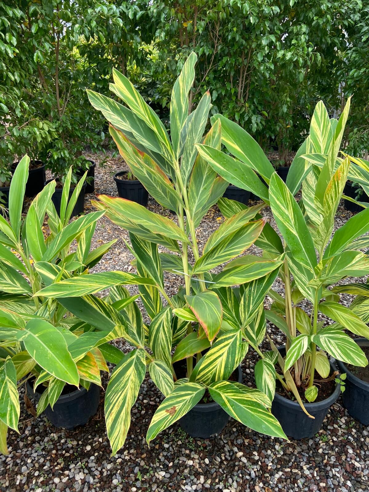 Alpinia zerumbet ‘Variegata’ – Alacalı Zencefil Fidesi 40-70cm
