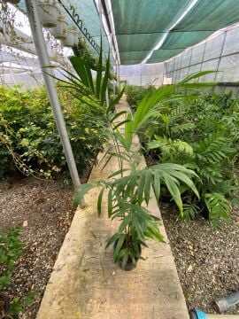 Zarif Şamadora (Dağ Palmiyesi) Chamaedorea elegans (50-70cm)