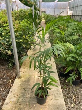 Zarif Şamadora (Dağ Palmiyesi) Chamaedorea elegans (50-70cm)