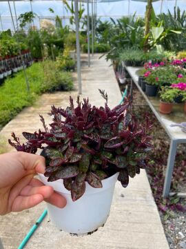 Hemigraphis alternata (Mor Yapraklı Yer Örtücü) 15-20cm