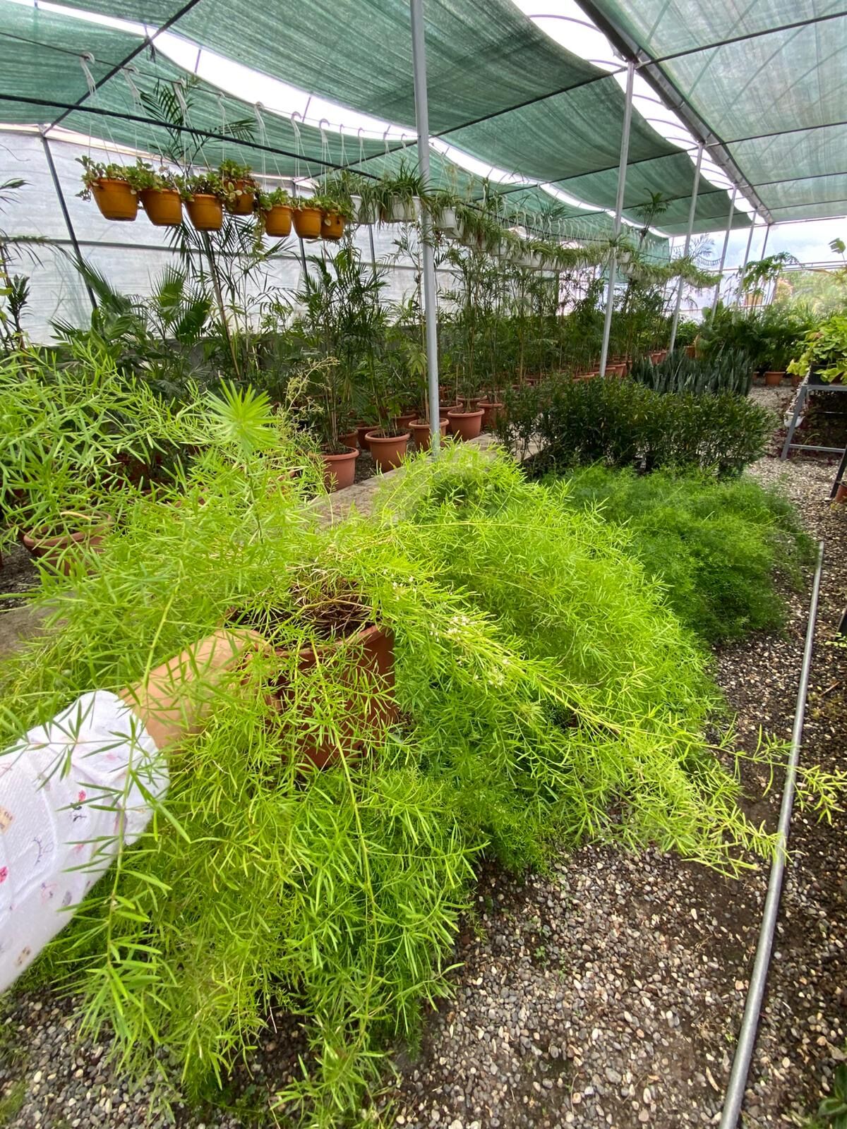 Asparagus Sprengeri (Tel Örgü Kuşkonmazı)