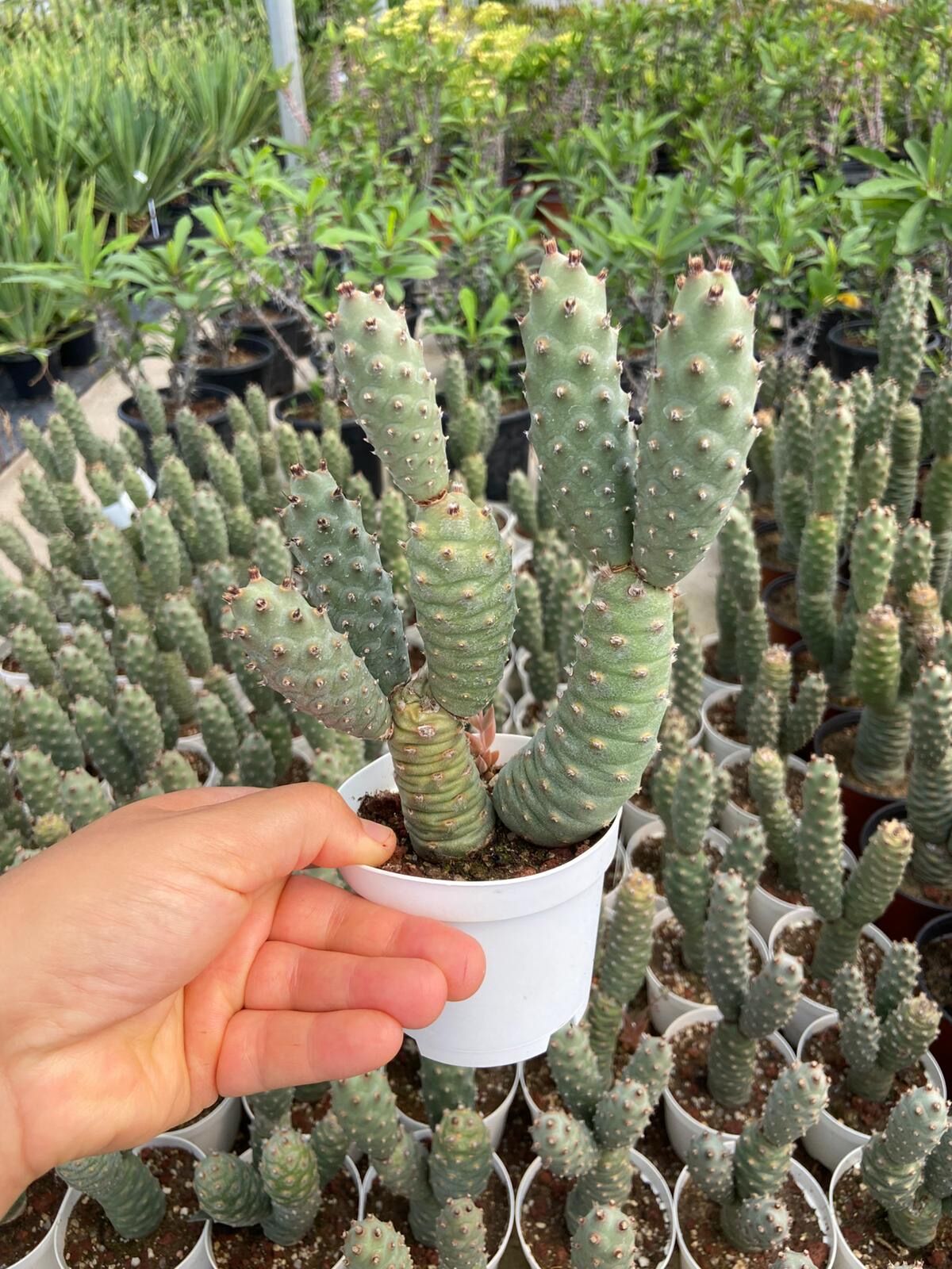 Tephrocactus Articulatus (Çam Kozalağı Kaktüsü) 5-15cm