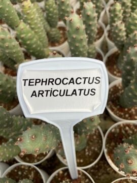 Tephrocactus Articulatus (Çam Kozalağı Kaktüsü) 5-15cm