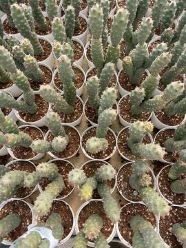 Tephrocactus Articulatus (Çam Kozalağı Kaktüsü) 5-15cm
