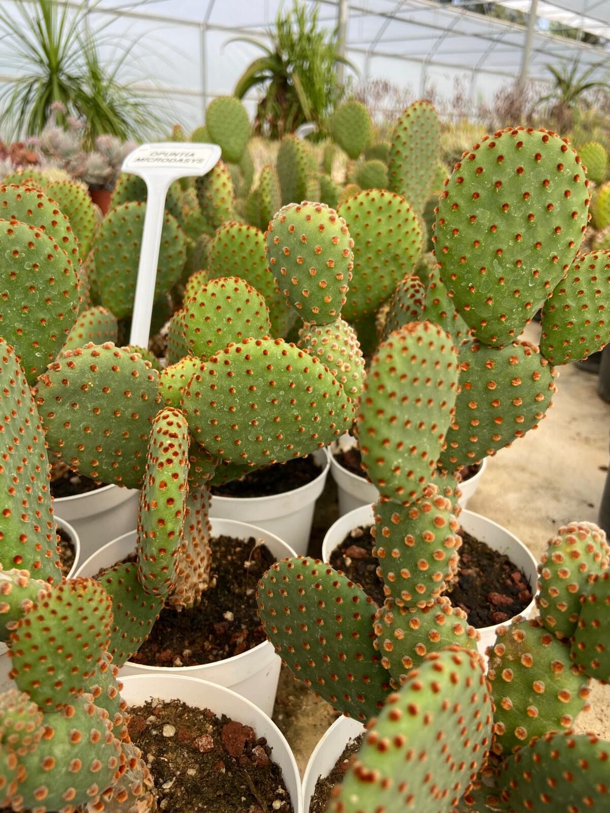 Opuntia Microdasys(Tavşan Kulağı Kaktüs) 10-20 cm