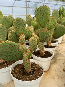 Opuntia Microdasys(Tavşan Kulağı Kaktüs) 10-20 cm