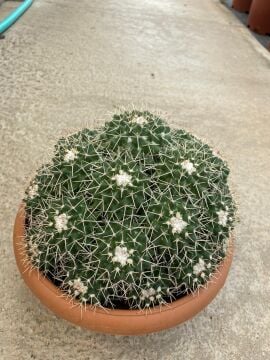 Mammillaria Compressa