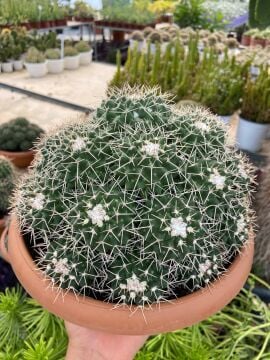 Mammillaria Compressa