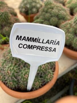 Mammillaria Compressa