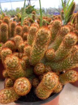 Mamillaria Elongata (Altın Top Kaktüs) 10-15cm