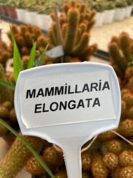 Mamillaria Elongata (Altın Top Kaktüs) 10-15cm