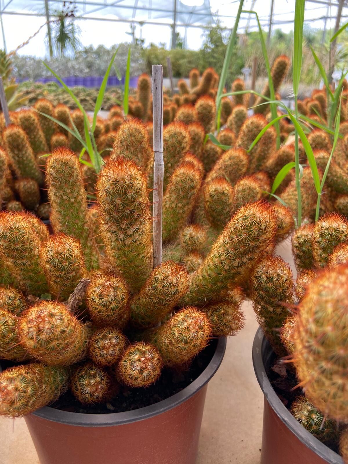 Mamillaria Elongata (Altın Top Kaktüs) 10-15cm