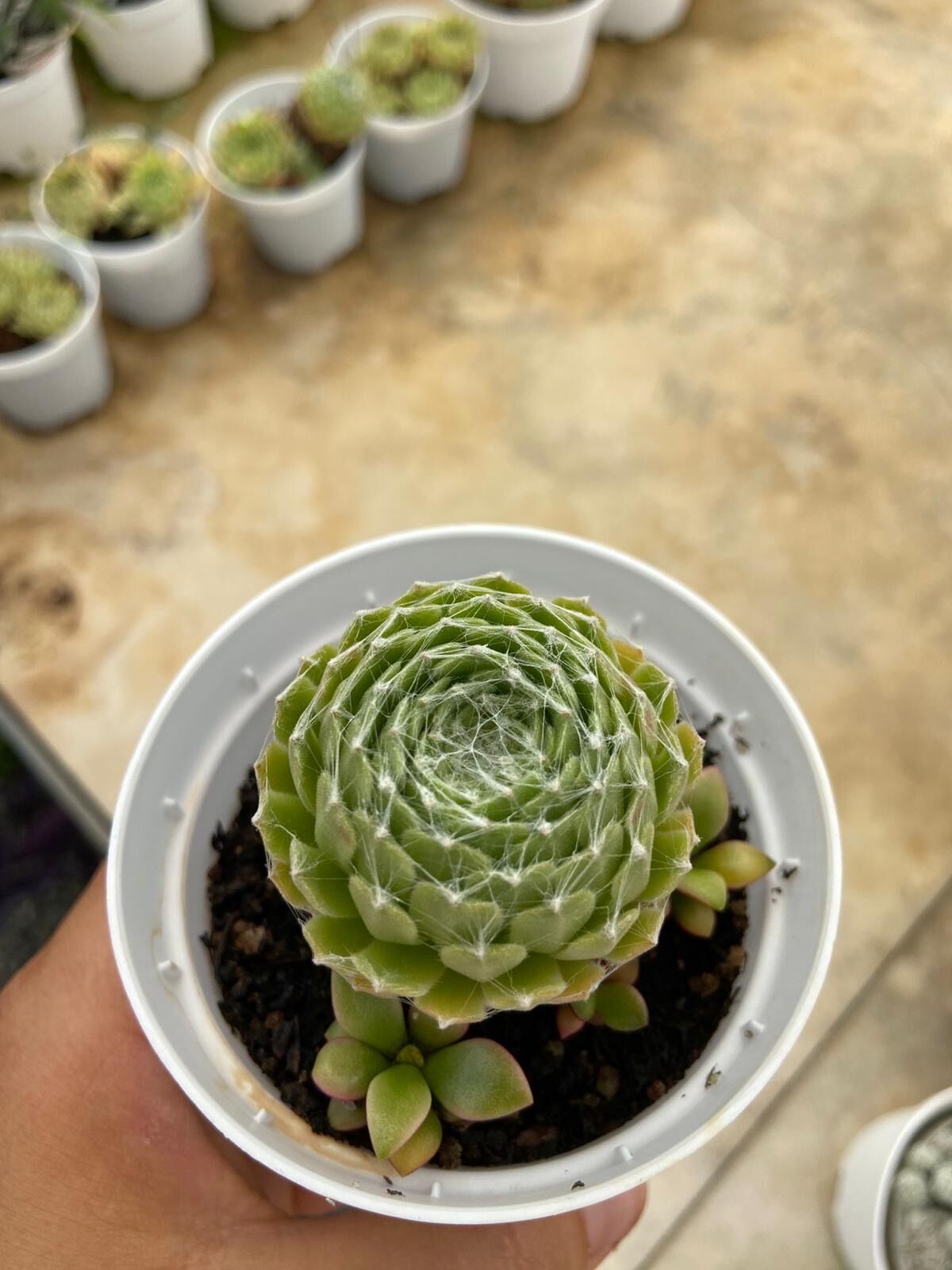 Sempervivum arachnoideum (Örümcek Ağı Dam Koruğu)