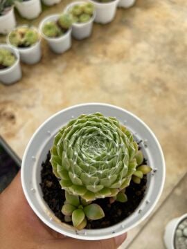 Sempervivum arachnoideum (Örümcek Ağı Dam Koruğu)