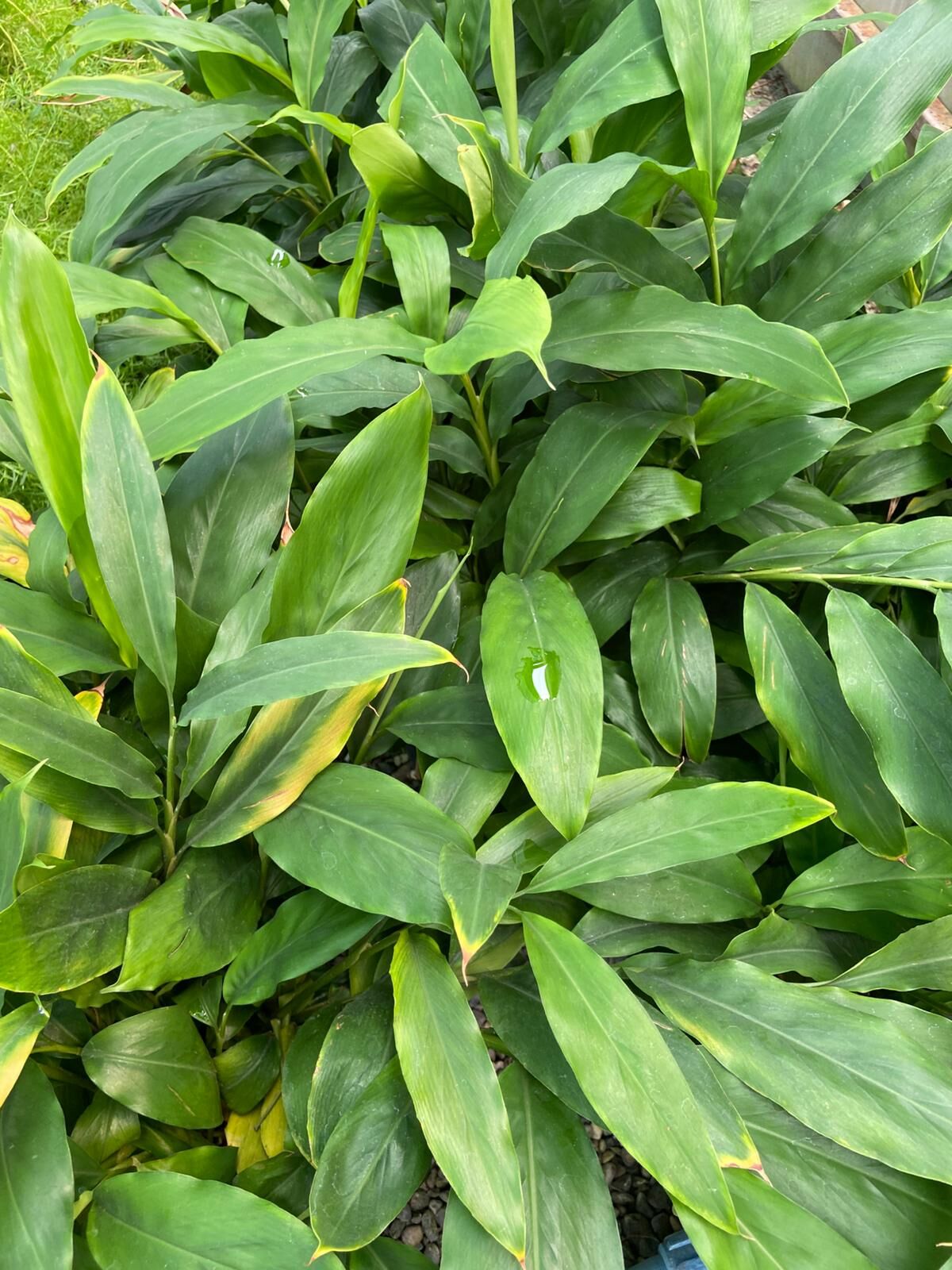 Alpinia Zerumbet (Kabuklu Zencefil Bitkisi) 30-60cm