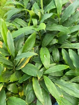 Alpinia Zerumbet (Kabuklu Zencefil Bitkisi) 30-60cm