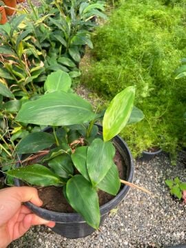 Alpinia Zerumbet (Kabuklu Zencefil Bitkisi) 30-60cm