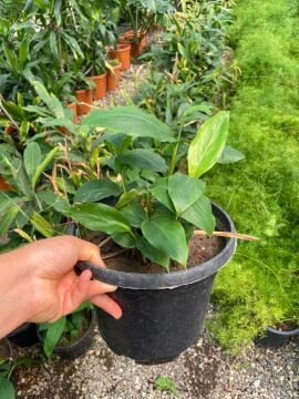 Alpinia Zerumbet (Kabuklu Zencefil Bitkisi) 30-60cm