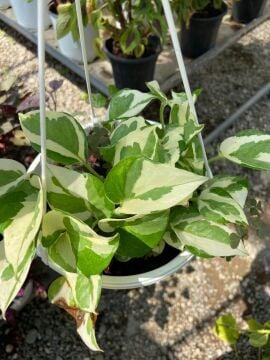 Epipremnum Aureum 'N Joy' (Salon Sarmaşığı)