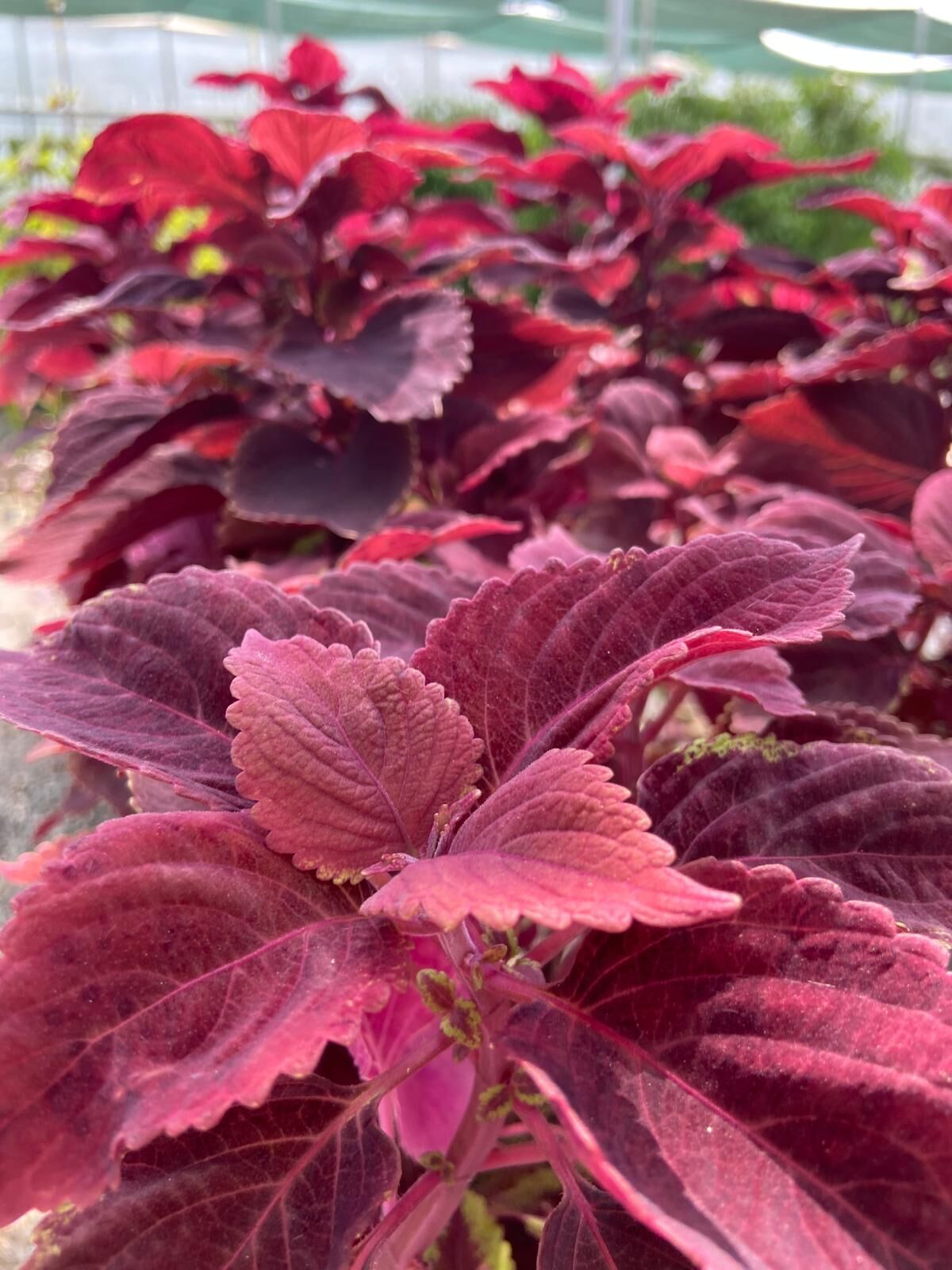 Plectranthus Scutellarioides (Ateş Renkli Yaprak Güzeli)