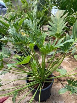 Deve Tabanı (Philodendron xanadu) 40-60 cm)