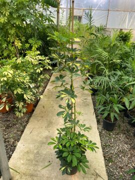 Schefflera arboricola ‘Variegata’ (Alacalı Şeflera) 100-120cm