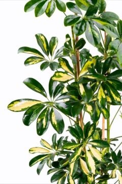 Schefflera arboricola ‘Variegata’ (Alacalı Şeflera) 100-120cm