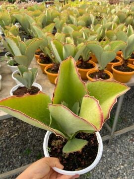 Kalanchoe synsepala (Kalanço Sukulent)