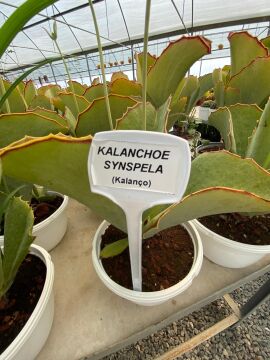 Kalanchoe synsepala (Kalanço Sukulent)