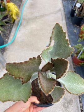 Kalanchoe beharensis ‘Fang’ (Fil Kulağı Sukulent) 10-30cm