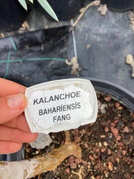 Kalanchoe beharensis ‘Fang’ (Fil Kulağı Sukulent) 10-30cm