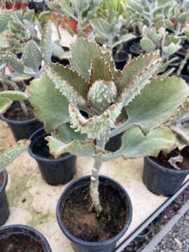 Kalanchoe beharensis ‘Fang’ (Fil Kulağı Sukulent) 10-30cm