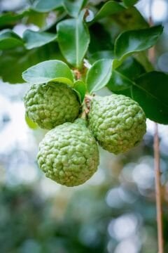 Kaffir Lime (Citrus hystrix) – 100-120cm