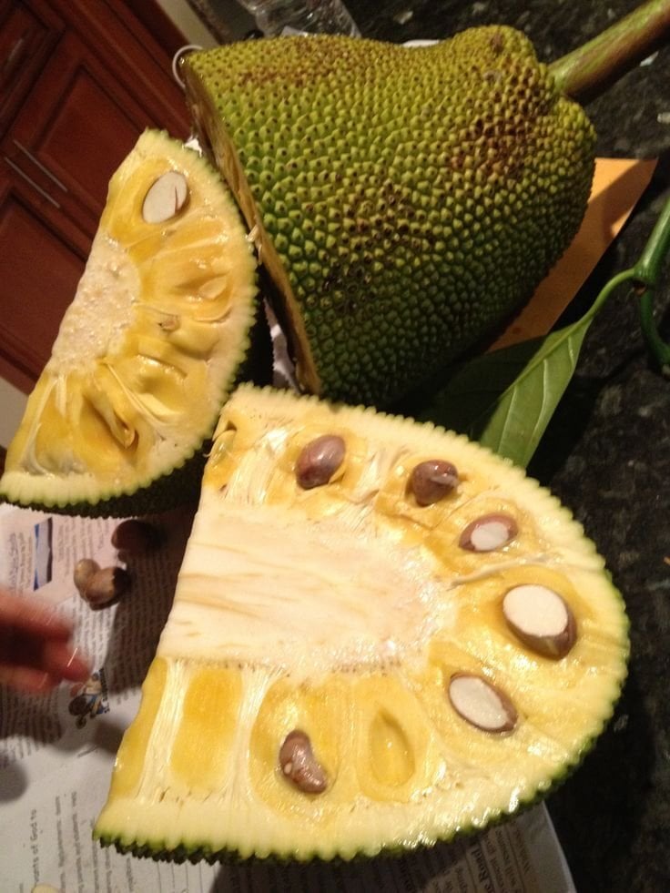 Jackfruit (Jak Meyvesi) Fidanı 30-40 cm
