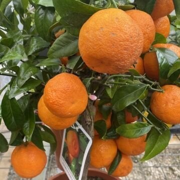Rangpur Lime (Mandarin Limonu Fidanı) 100-120cm