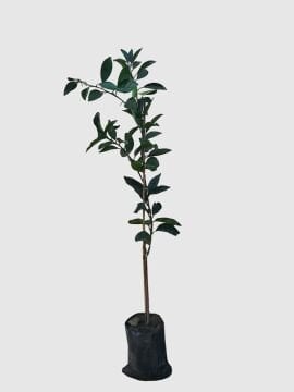 Rangpur Lime (Mandarin Limonu Fidanı) 100-120cm