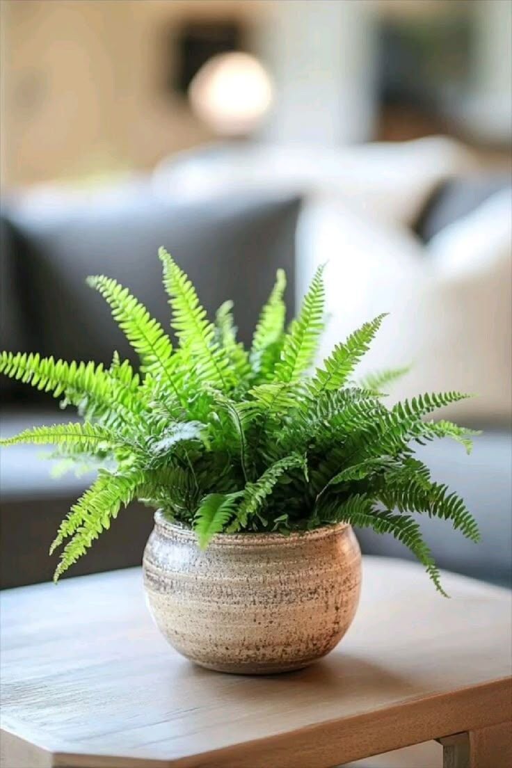 Aşk Merdiveni Çiçeği (Nephrolepis exaltata)