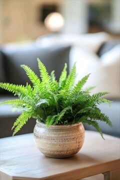 Aşk Merdiveni Çiçeği (Nephrolepis exaltata)