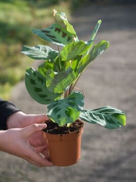 Dua Çiçeği (Maranta leuconeura) – Saksılı (Macetas)