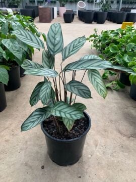 Dua Çiçeği – Ctenanthe setosa (Grey Star)