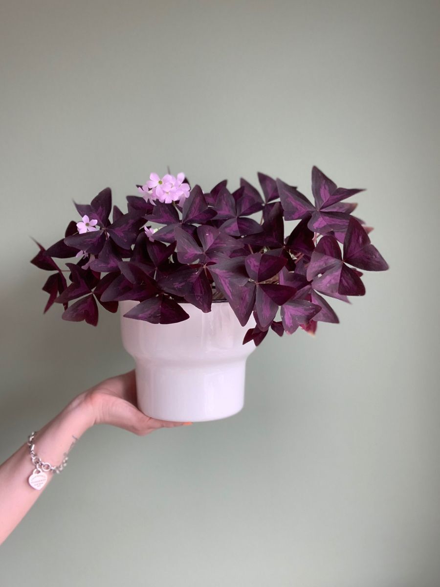 Uyku Çiçeği (Ctenanthe Setosa – Grey Star)