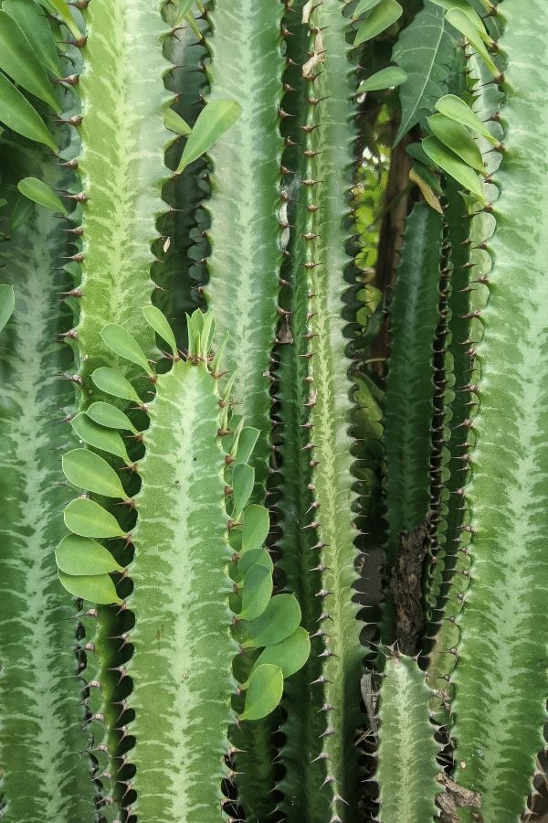 Afrika Süt Ağacı – Yeşil (Euphorbia trigona)