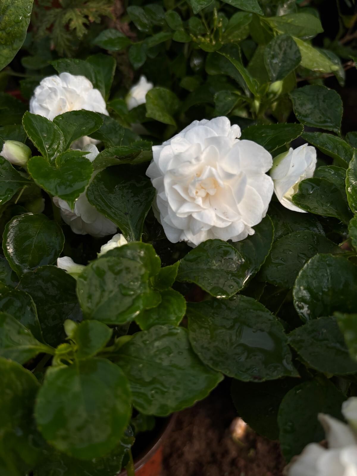 Katmerli Cam Güzeli – Beyaz