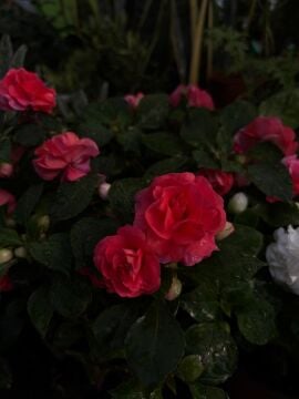 Katmerli Cam Güzeli – Pembe