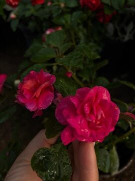 Katmerli Cam Güzeli – Pembe