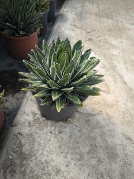 Agave victoriae-reginae (Kraliçe Victoria Agavesi)