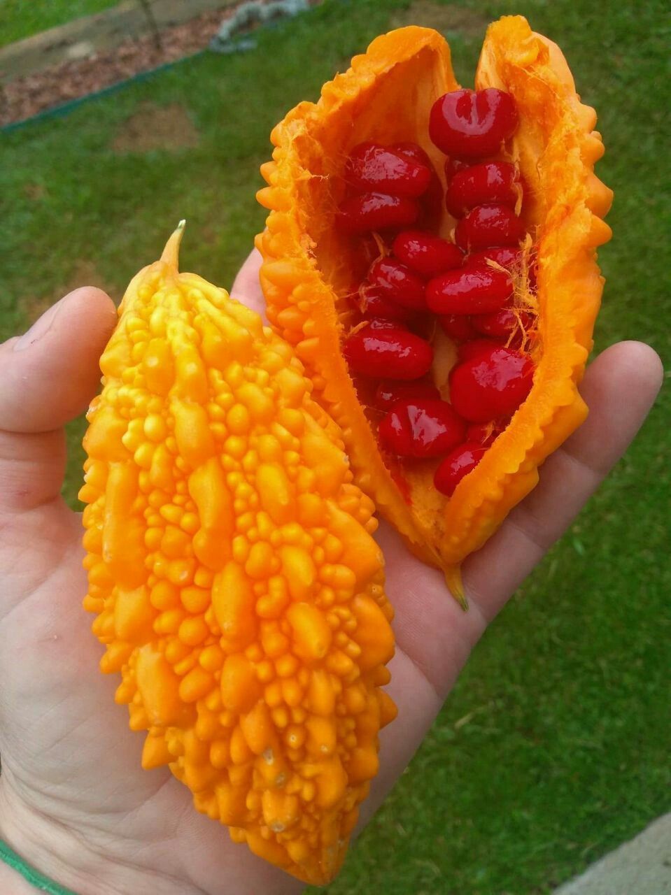 Kudret Narı Fidanı (Momordica charantia) (10-20cm)