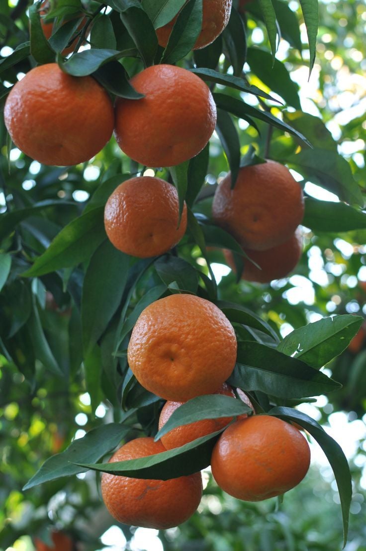 Klemantin Mandalina Fidanı – 4-5 Yaş Büyük Boy